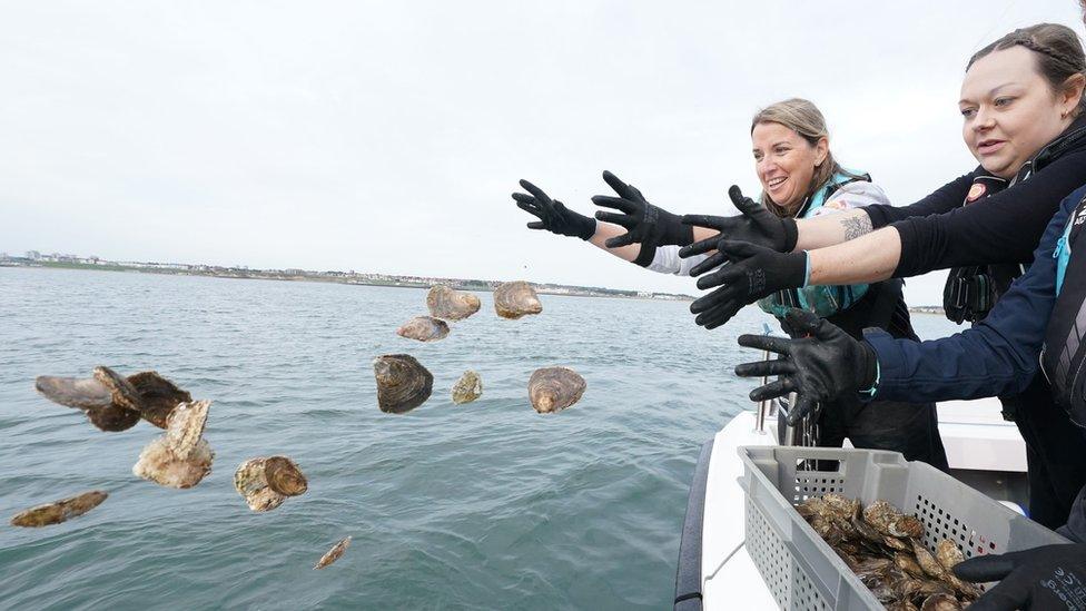 Oysters being thrown into the sea