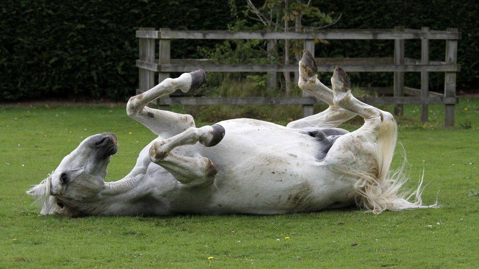 Daniel rolling on the ground