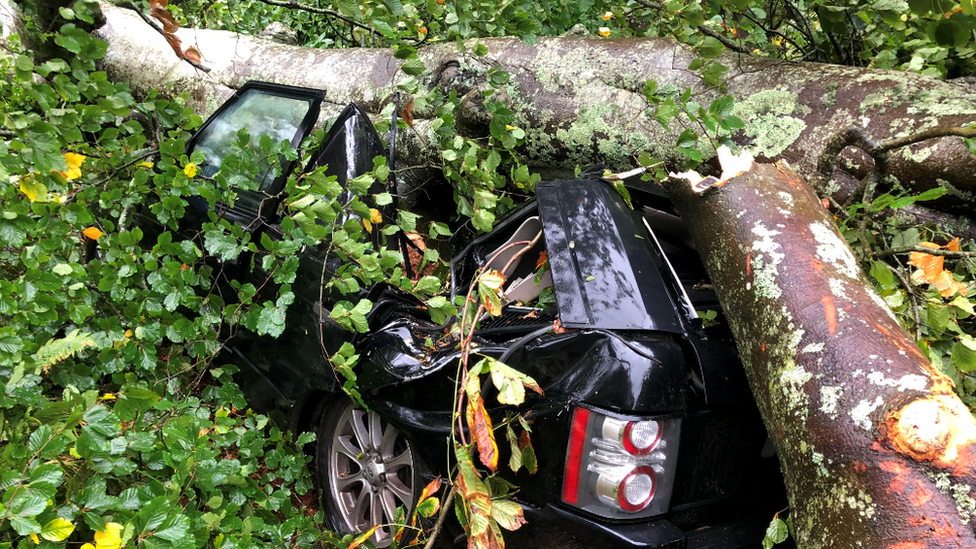 Tree on top of car