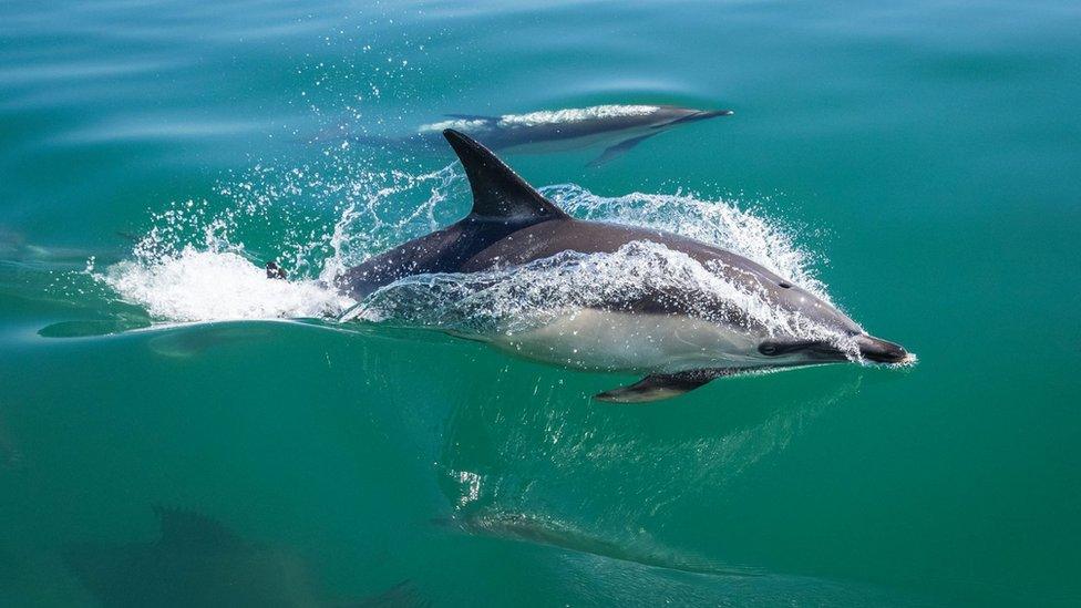 Common dolphins off the west coast near Grassholm Island