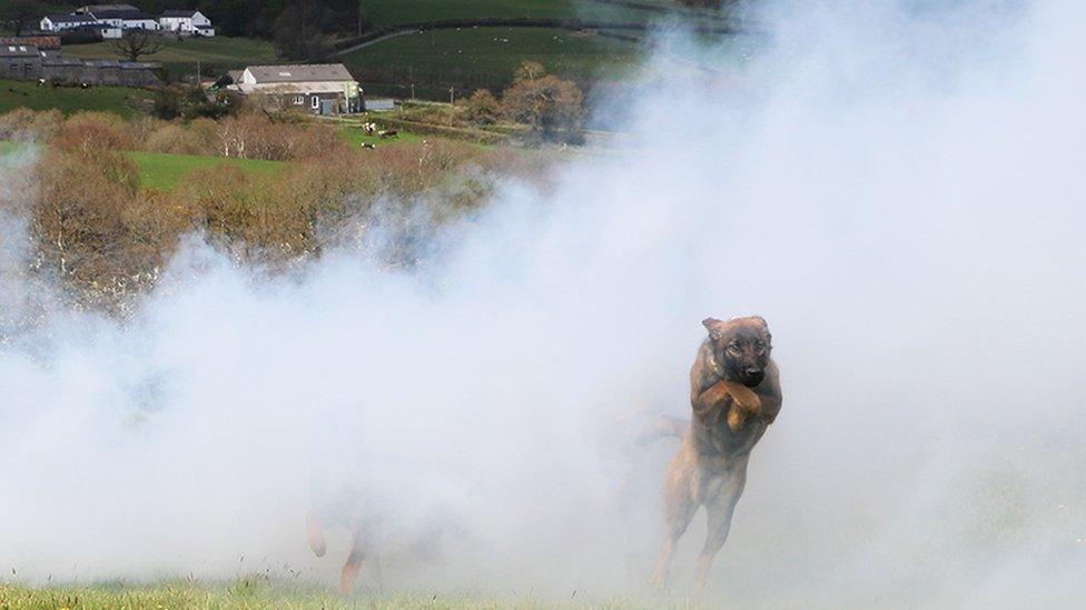 Dogs running through a cloud of smoke