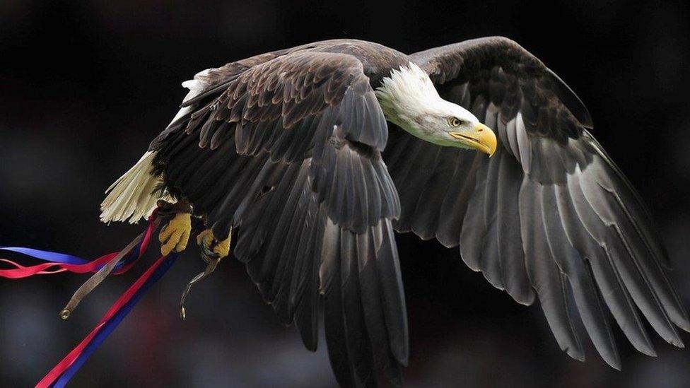 Kayla in flight