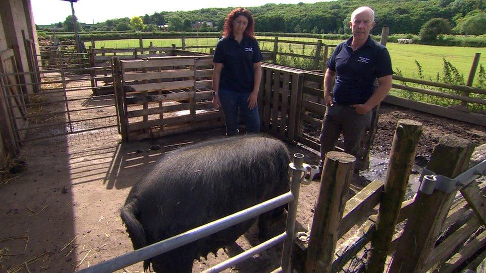 Craig and Vickie Cunningham and a Large Black pig