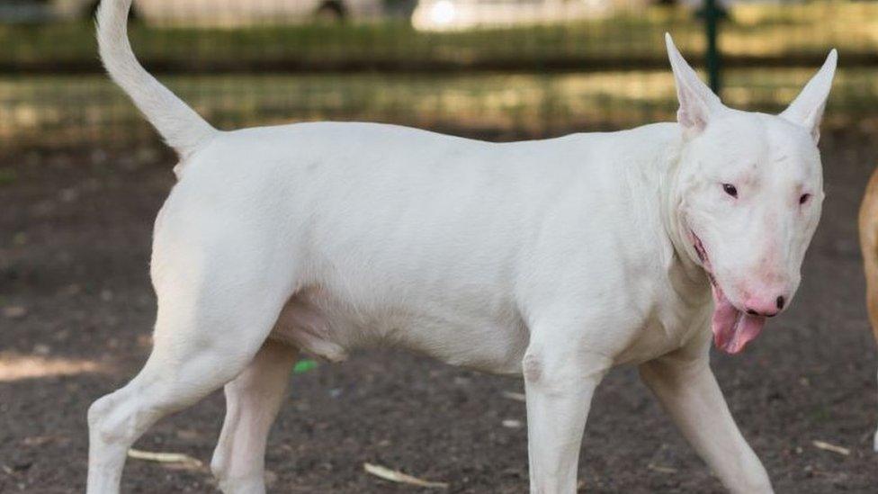 English Bull Terrier