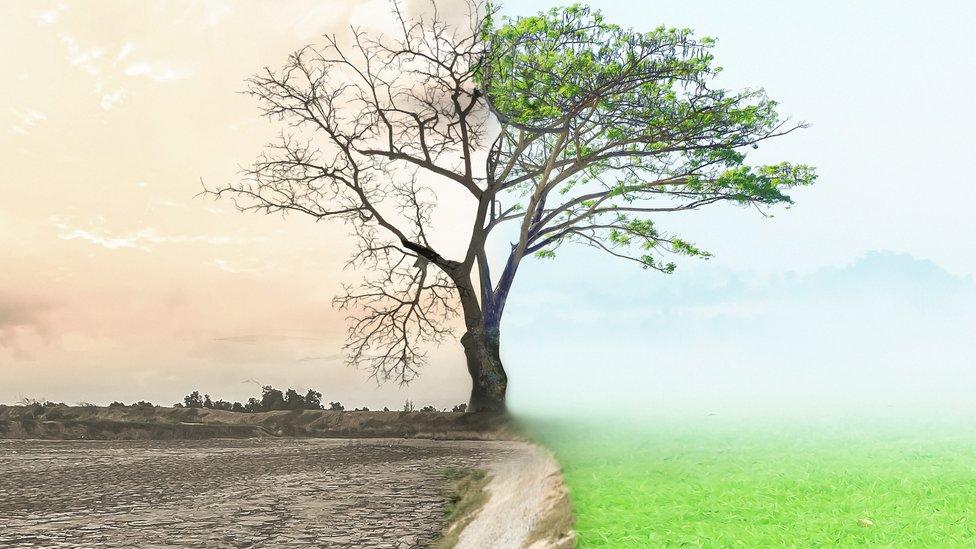 A tree in the centre of the photo, on one side dead hanging over barren land, and on the other green and hanging over lush grass