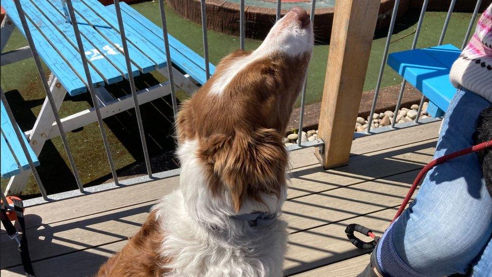 A brown and white dog called Murphy sitting down and looking up