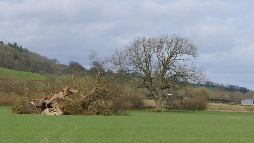 the fallen tree