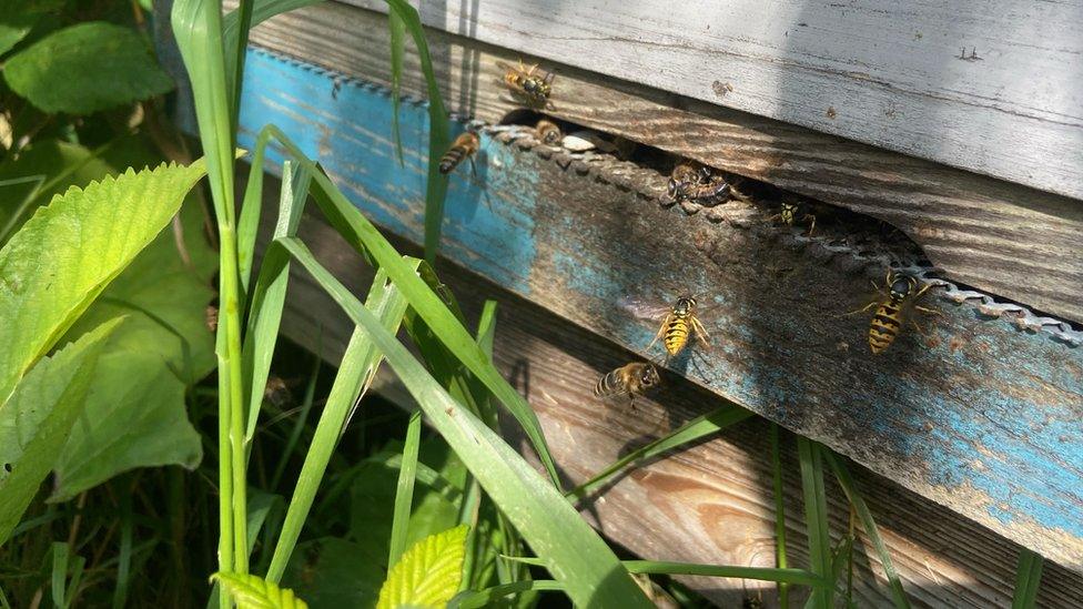 Wasps at a bee hive