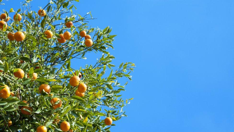 Oranges on a tree