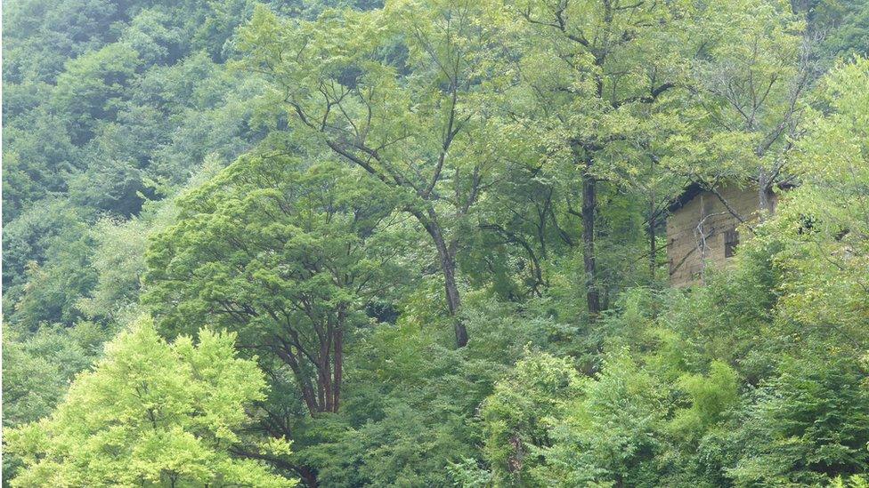 Acer griseum in the wild in China