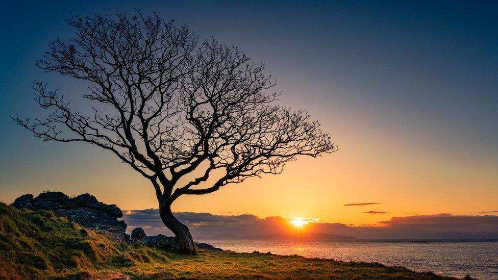 The sun rises behind a tree by the coast