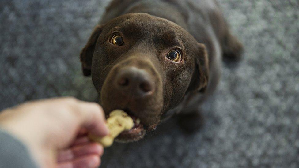 A dog receives a snack