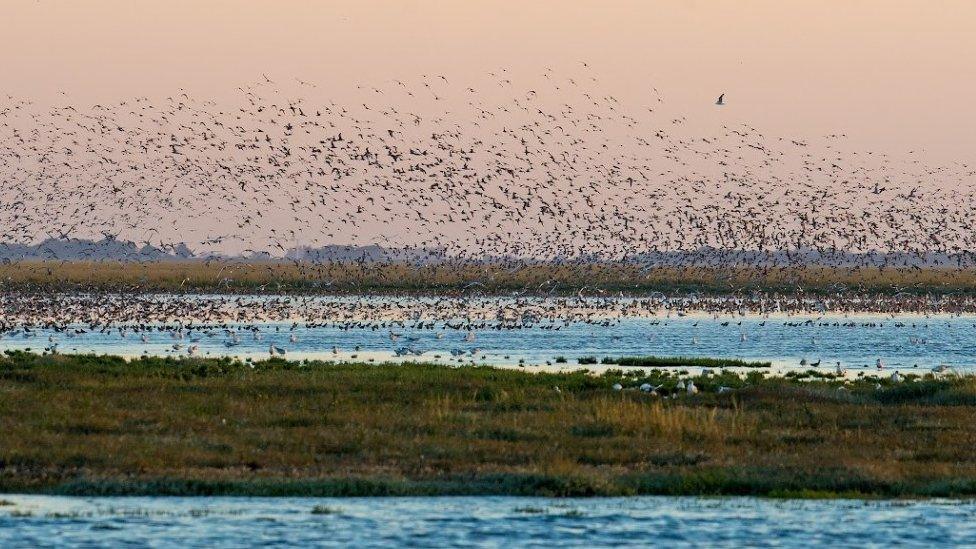 Norfolk wader flock on the Wash