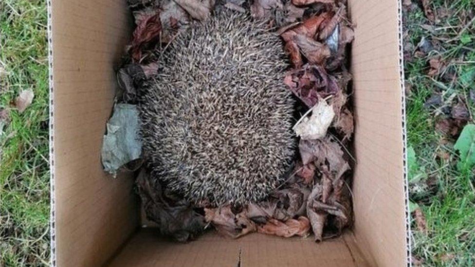 The hedgehog