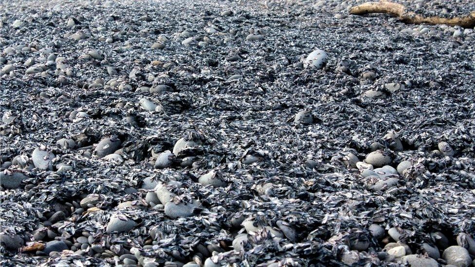 By-the-wind sailors washed up on the beach