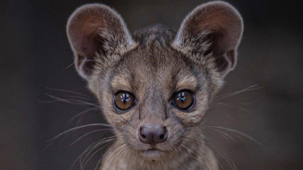 Fossa pup