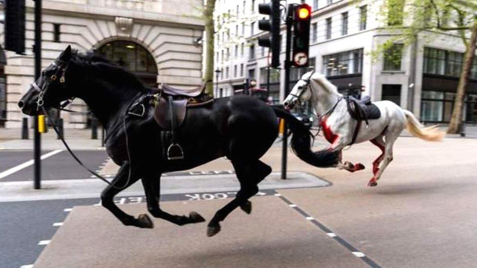 A black horse and a white horse run free in central London