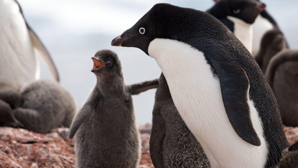 Adélie penguin with chick