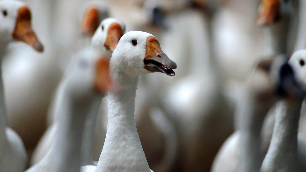 greylag geese