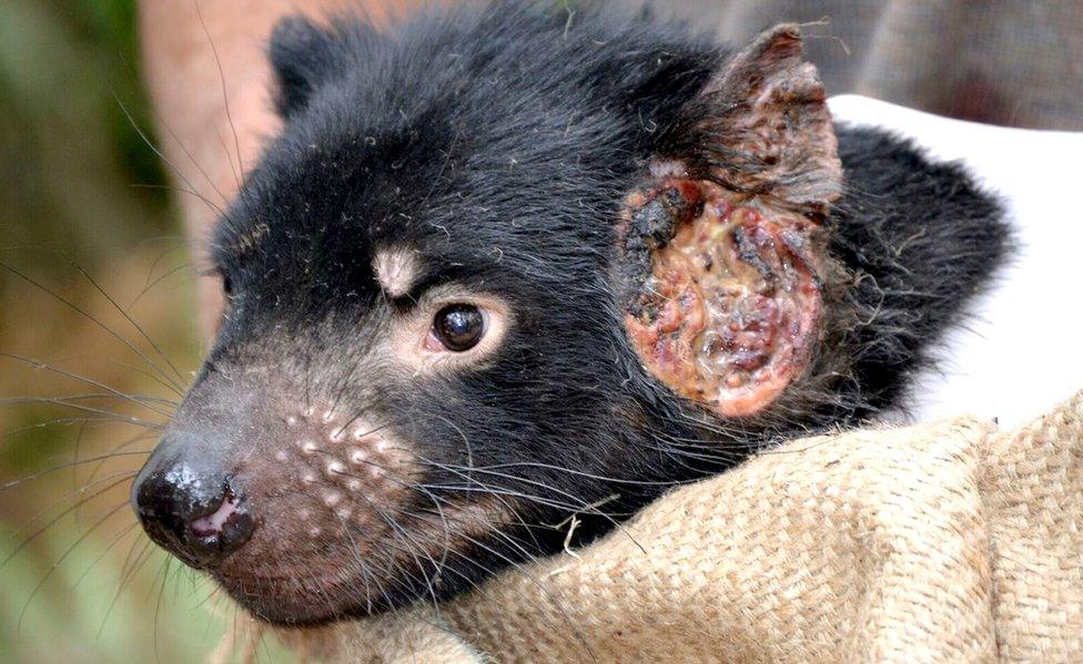 Tasmanian devil with cancerous growth