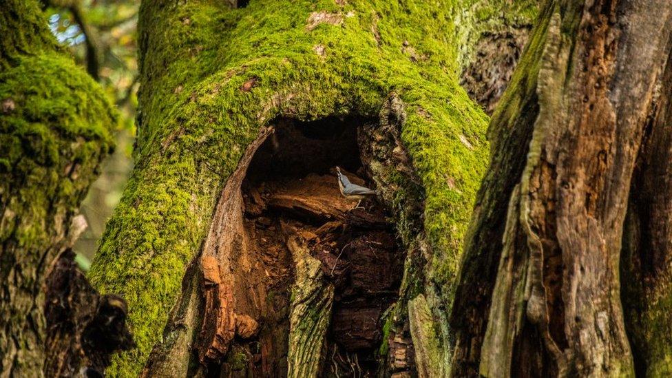 Bird perched on moss-covered Allerton Oak