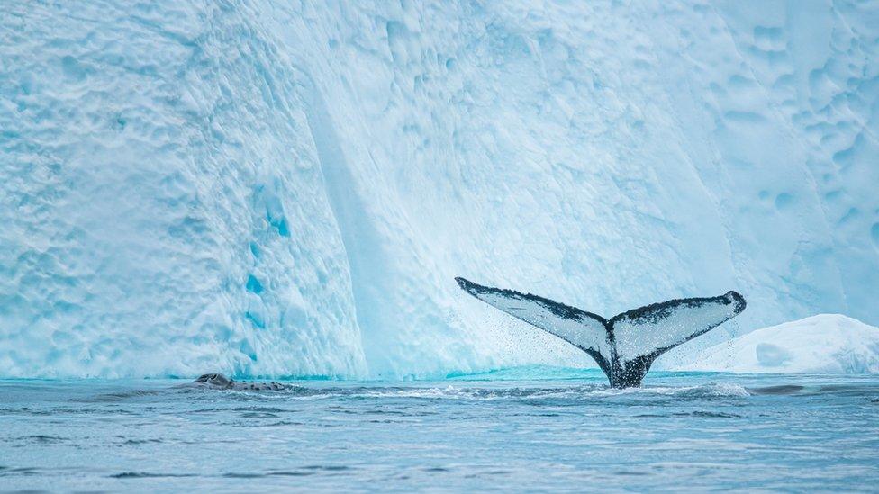 Whale in the Arctic Ocean