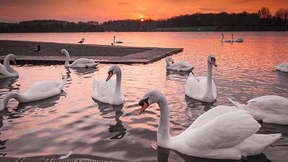 Swans at Cosmeston Lake in Vale of Glamorgan