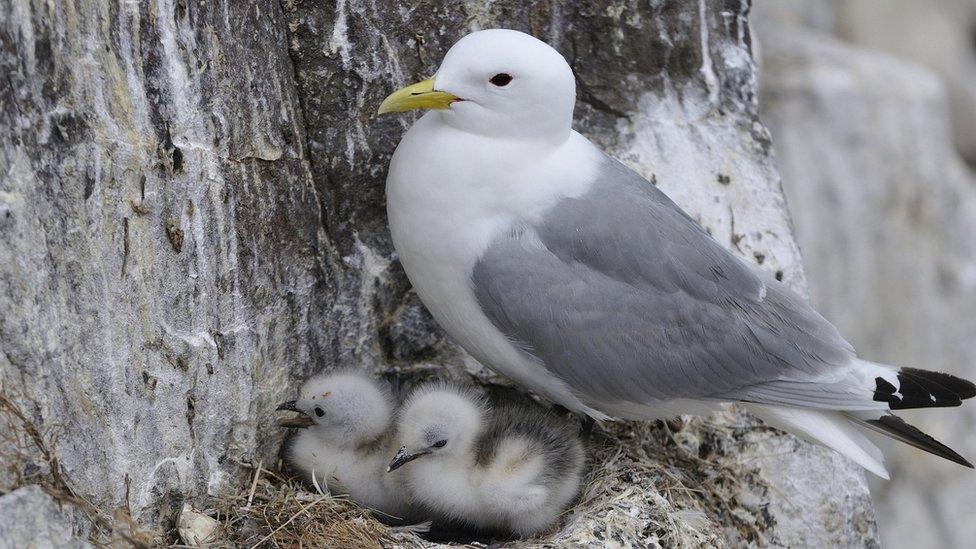 Black-legged kittiwake