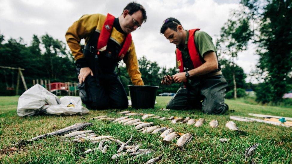 Two men sorting through dead fish