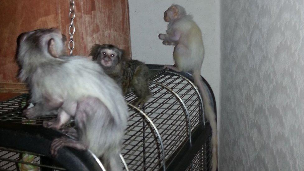 Marmosets rescued from a house