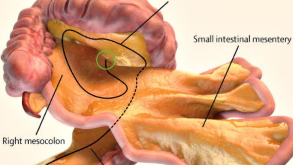 the mesentery