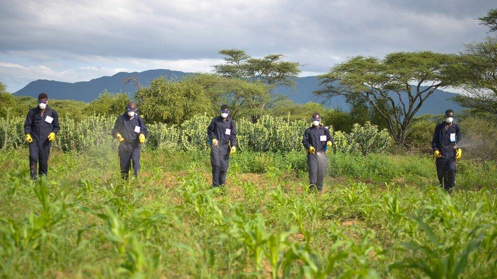 Scouts, wearing protective gear, spray on crops to control the outbreak of desert locusts in Luka village of Ethiopia