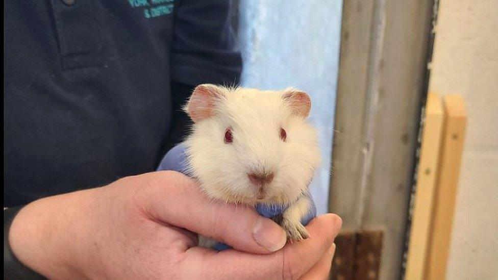 Guinea pig in hands