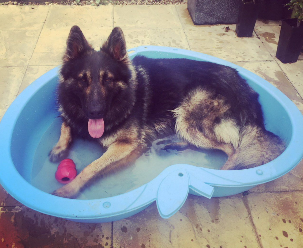 Dog in a pool of water