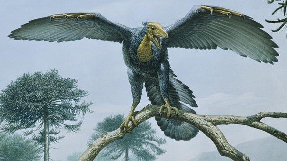 Archaeopteryx