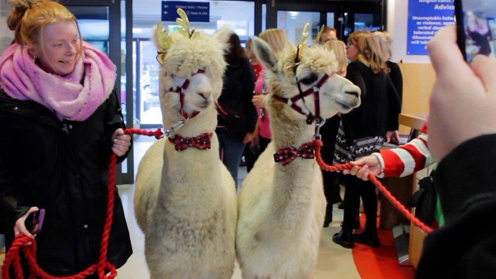 A pair of alpacas on leads