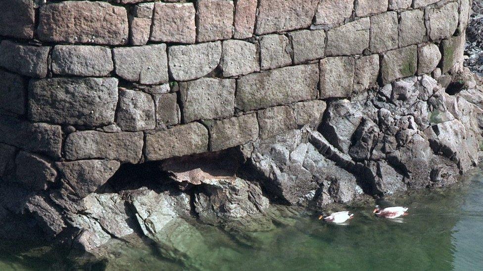 Two ducks swimming in Annalong Harbour