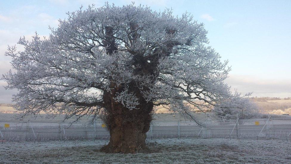 The Brimmon Oak in Newtown, Powys