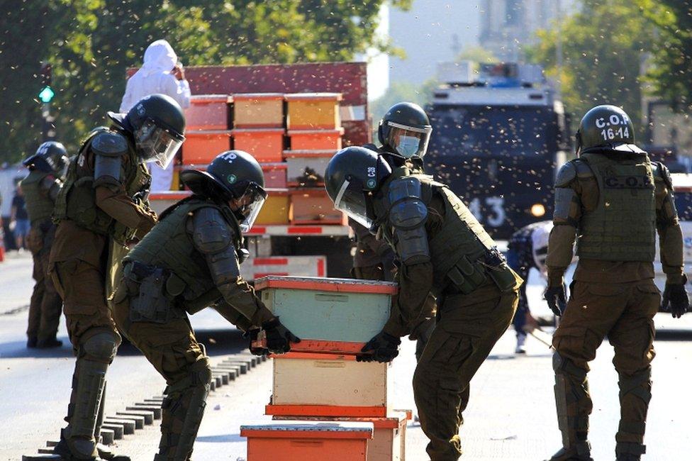 Riot police remove honeycombs during a protest after beekeepers who demanded government measures to face the persistent drought that affects the country blocked the street with honeycombs full of bees in front of the Chilean presidential palace, in Santiago, Chile, on 3 January 2022