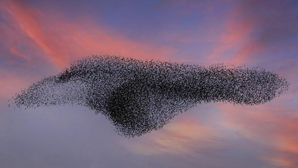 A starling murmuration at dusk