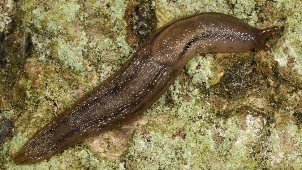 Dusky Arion slug