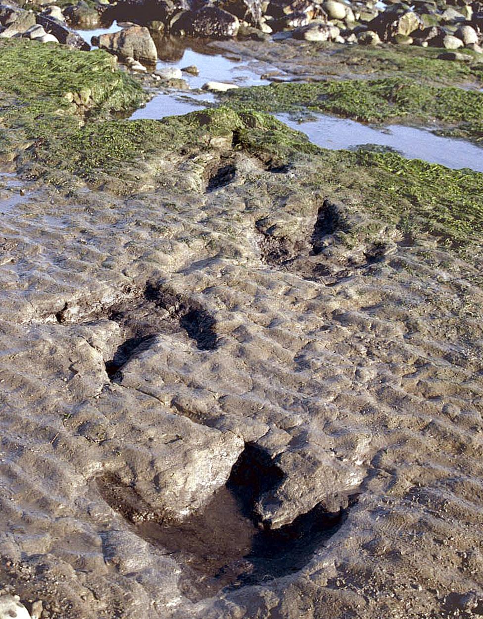 Dinosaur footprints