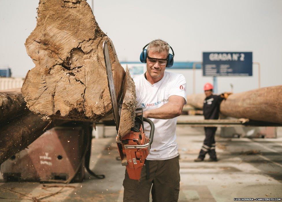 Torgeir Higraff uses chainsaw on tree trunk