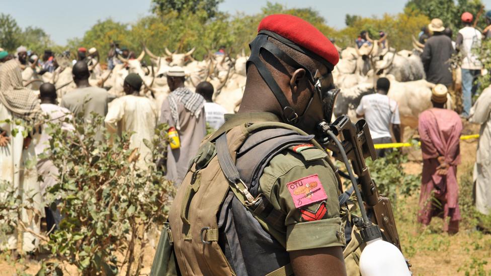 Police officers find cows stolen by suspected castle rustlers, Kano, Nigeria - archive shot