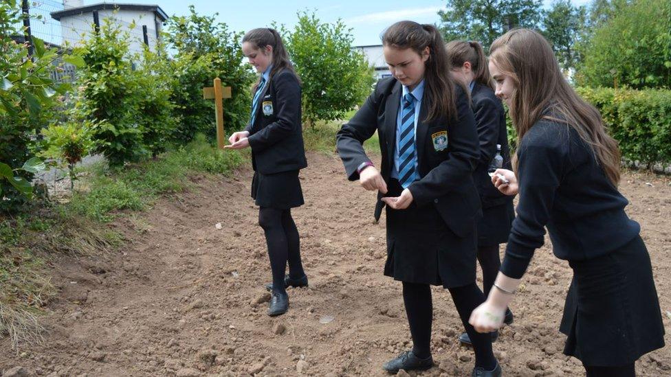 Pupils sowing a wildflower meadow