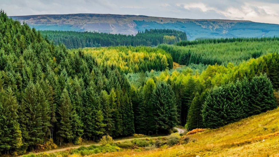 Bonchester Bridge, Hawick, Scottish Borders, UK. 12th October 2018. Looking south east from Hyndlee across Wauchope Forest into Kielder and the Anglo Scottish Border.