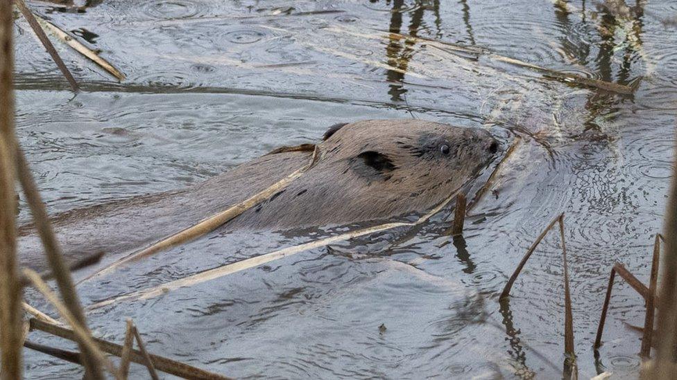 Beaver