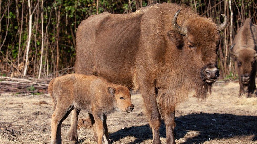 bison-calf-with-mother.