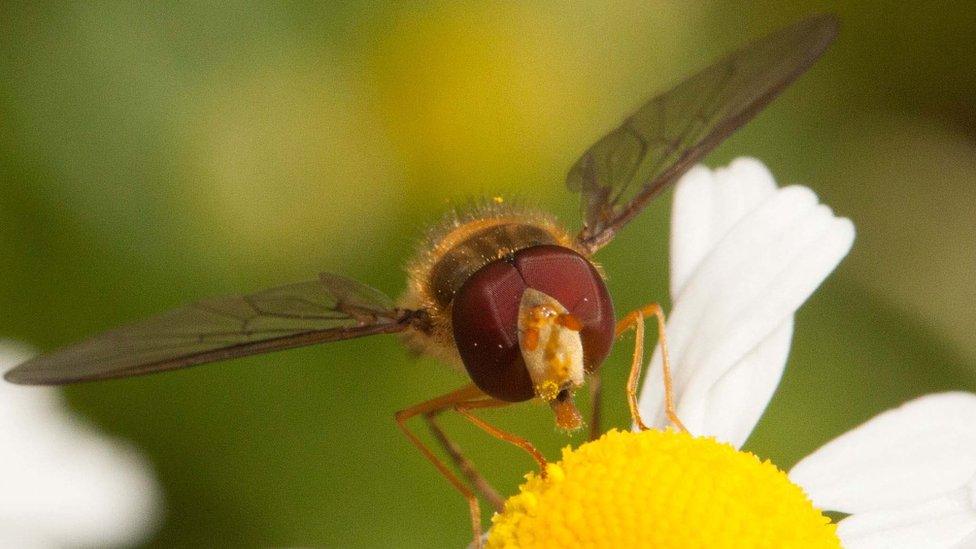 Close-up on insect feeding on flower