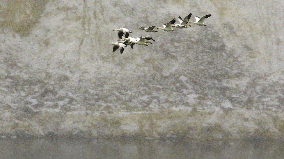 Snow geese fly over the Berkeley Pit mine in Butte, Montana